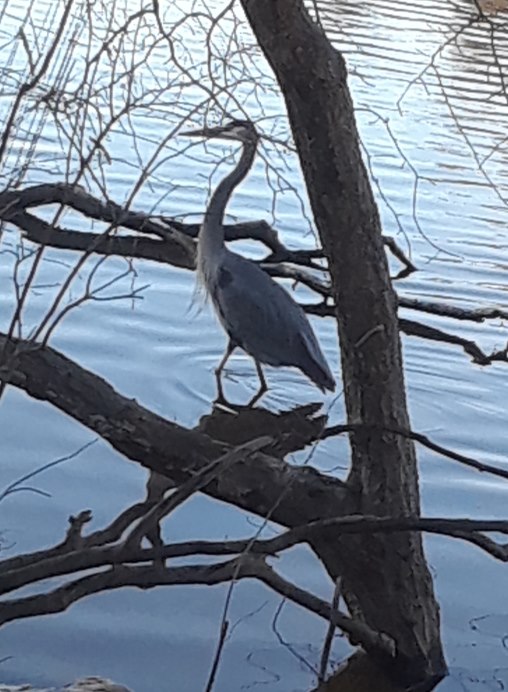 A perched heron, framed by branches